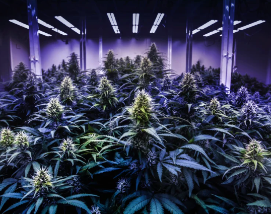 hhco hhc o produkter för svenska marknaden nordic med can hhc-vape