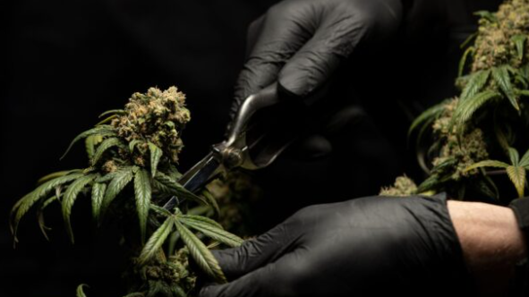 hhco thc thc-fri hhc-o hhc-vape hampa cannabis cbd cbd olja